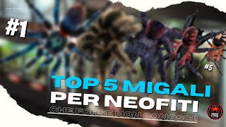 TOP 5 TARANTOLE PER NEOFITI che NON CONOSCI [upl. by Soinski]