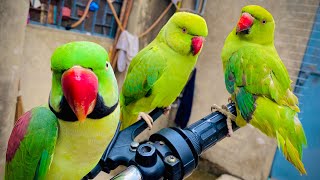 My Parrots Playing On The Bike  Alexandrine Raw Parrot Trying To Talk  Parrot Videos [upl. by Nelleyram]