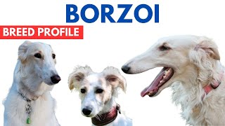 Borzoi Dog Breed Profile History  Price  Traits  Russian Wolfhound Dog Grooming Needs  Lifespan [upl. by Zephaniah]