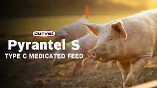 PyrantelS Your Solution for Parasite Prevention and Treatment for Your Pigs [upl. by Farkas]