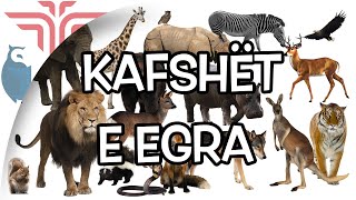 Kafshët e egra [upl. by Llevram]