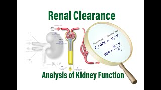 Renal Clearance Analysis of Kidney Function GFR RPF and the Filtered Load [upl. by Orapma]