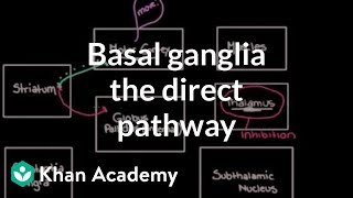 The basal ganglia  The direct pathway  Nervous system diseases  NCLEXRN  Khan Academy [upl. by Avlem227]