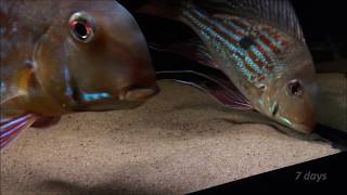 Geophagus winemilleri fry from 0 to 80 days [upl. by Most]