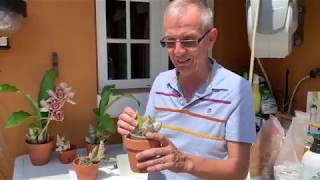 Repotting a catasetum orchid [upl. by Anotyal704]