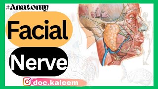 Neurology Facial Nerve  7th cranial nerve anatomyNuclei originCourse distribution branches [upl. by Allayne276]