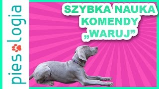 Jak nauczyć psa komendy WARUJ [upl. by Vito]