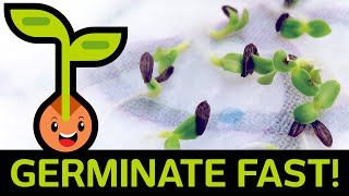 🌱 Fast amp Easy Seed Germination How to Start Seedlings from Paper Towel Method Container vs Baggie [upl. by Leith]