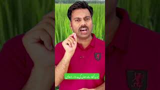 How does urea fertilizer increase paddy grains yield urea ureafertilizer paddy ureabenefits [upl. by Mannes]