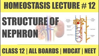 STRUCTURE AND TYPES OF NEPHRON 1  CHAP HOMEOSTASIS  CLASS 12  MDCAT SERIES [upl. by Ilac128]