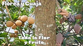 Secreto y truco para que el árbol de Zapote Cuaje la Flor y Fruto [upl. by Baggs468]