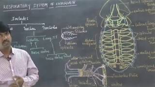 Respiratory System of Cockroach by Thirupathi Reddy [upl. by Lalita]