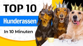 10 Beliebtesten Hunderassen in 10 Minuten [upl. by Hazrit538]