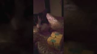 Minette veut sapproprier mon stim toy 😸 cat play chill cute stimtoy [upl. by Steve185]