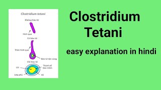 Clostridium tetaniNursing Noteseasy explanation in hindi AnitaSharmaGyan microbiology [upl. by Novled]