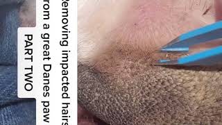 Removing impacted hairs from a great Danes paw Part TWO [upl. by Hamlet]