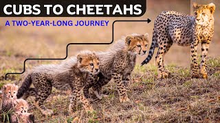 Raising Cheetah Cubs to Adult [upl. by Sirdna161]