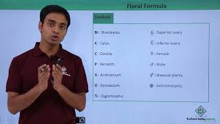 Class 11th – Floral Formula – Introduction  Morphology of Flowering Plants  Tutorials Point [upl. by Annayad]