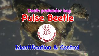 Pulse beetle Identification amp Control [upl. by Elconin]