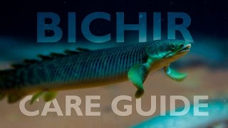 Bichirs An Ultimate Care Guide [upl. by Yelkao]