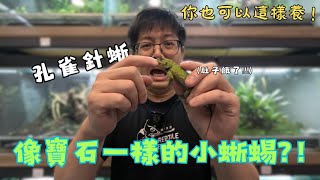 【你也可以這樣養】 快Hold不住啦吃手指維生的小蜥蜴孔雀針蜥Sceloporus malachiticus｜爬爬食堂 [upl. by Carolina]