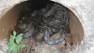 increible nido de culebra limacoa rancho reptiles naturaleza [upl. by Ssidnac86]