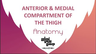 Anterior and Medial compartment of thigh Anatomy 2 Lec 1 part 2 [upl. by Akimik709]