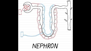 Diagram of Nephron Made Easy [upl. by Akeihsal153]