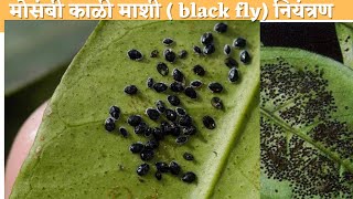 Citrus Black Fly मोसंबी काळी माशी नियंत्रण मोसंबी ब्लॅक fly citrusblackfly mosambi काळीमाशी [upl. by Nosrac515]