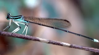 20240714  新山夢湖  環紋琵蟌 Pseudocopera ciliata 雄；離水域一段距離 [upl. by Nylhtac]