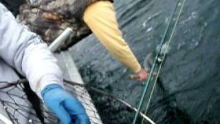 Alaska salmon fishing a Spring King Bonanza Kingfisher Lodge Craig Alaska [upl. by Novyad]