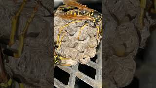 Wasp Nest 4K [upl. by Haon]