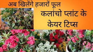 full care of Kalanchoe flowering plants preetisgardenandvlogs3394 [upl. by Eidob685]