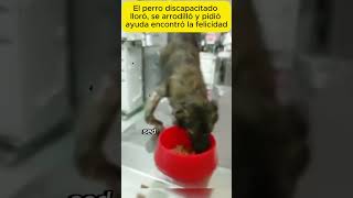 El perro discapacitado lloró se arrodilló shorts llorar historiasparacompartir historias perros [upl. by Anile900]