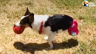 2Legged Corgi Rescued From Puppy Mill  The Dodo [upl. by Alitta787]