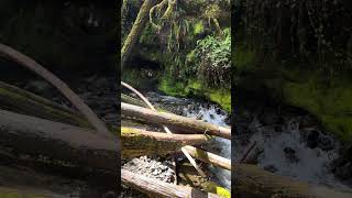 Amazing waterfall to fall asleep to Gifford Pinchot National Forest [upl. by Rozanna]