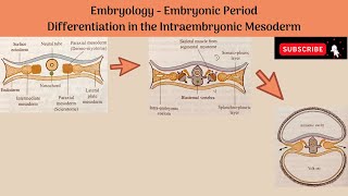 Differentiation of Intraembryonic Mesoderm  Paraxial Mesoderm Intermediate Mesoderm Lateral Plate [upl. by Sadnac]