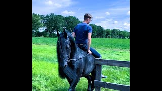 KAS Friesian Horses for sale httpswwwblacksterlingfriesianscom questions 4152722112 [upl. by Kalindi93]