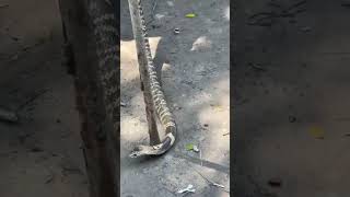 45 poisonous snakes were recovered from a house in Shyamnagar of Satkhira [upl. by Ursulette324]