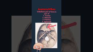 Cribriform Plate  Ethmoid Bone  Skull  Anatomy anatomy neuroscience neuro brain neuroanatomy [upl. by Niledam]