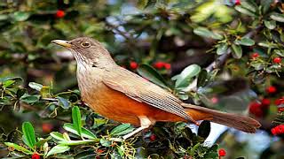 ♫ Zorzal Colorado  Turdus Rufiventris  Chalchalero ஜ [upl. by Grimbal]