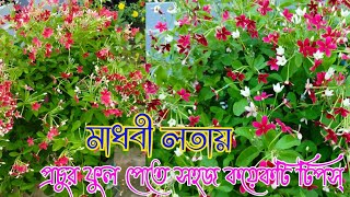 সামান্য যত্নেই মাধবীলতায় প্রচুর ফুল পেতে সহজ কয়েকটি টিপস্।। garden [upl. by Shing439]