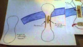 Endochondral Ossification [upl. by Holt275]