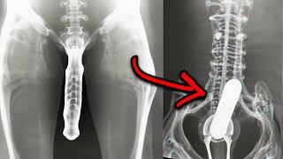 15 Strangest Things Discovered By XRays [upl. by Caldwell]