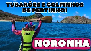 NORONHA EP 3  BAÍA DOS PORCOS ENTARDECER VIP CANOA HAVAIANA TUBARÕES E GOLFINHOS RESTAURANTES [upl. by Roach]