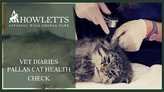 Howletts Wild Animal Park  Vet Diaries Episode 5  Pallas Cat Health Check [upl. by Aneleve]