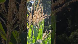 Corn pollination process [upl. by Squire]