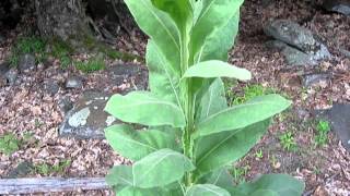 Bushcrafting  Uses For The Mullein Plant [upl. by Akfir176]