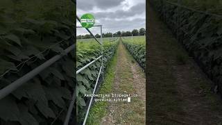 Half a million Sapphire canes 20 canesmtr target yield 2kg  cane Raspberries propagation system [upl. by Hoebart]