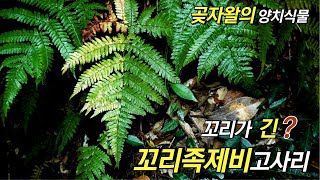 퍼니의 곶자왈의 양치식물 꼬리가 긴 꼬리족제비고사리 Dryopteris formosana CChr [upl. by Leahcimal798]